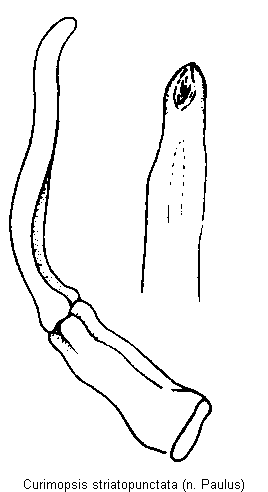 curimopsis_striatopunctata.gif