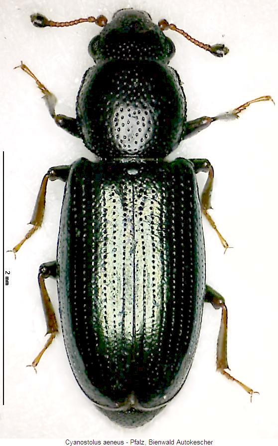 cyanostolus_aeneus_hab2.jpg