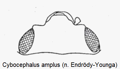 cybocephalus_amplus_k.gif
