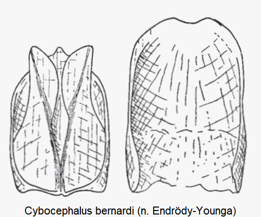 cybocephalus_bernardi.gif