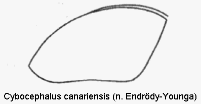cybocephalus_canariensis_fld.gif