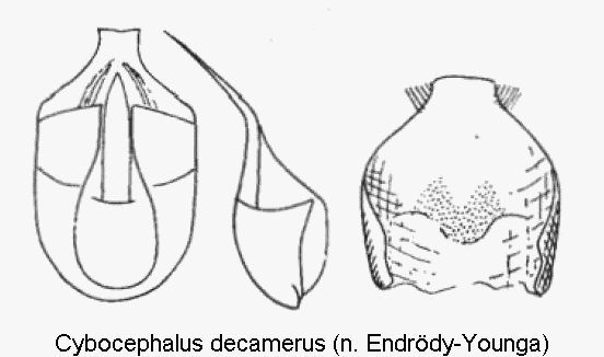 cybocephalus_decamerus.gif