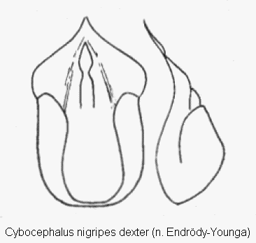 cybocephalus_dexter.gif