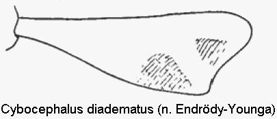cybocephalus_diadematus_vschn.gif