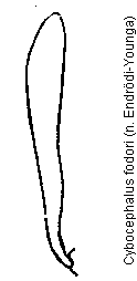 cybocephalus_fodori_vschn.gif
