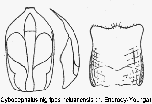 cybocephalus_heluanensis.gif