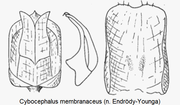 cybocephalus_membranaceus.gif