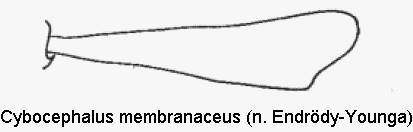 cybocephalus_membranaceus_vschn.gif