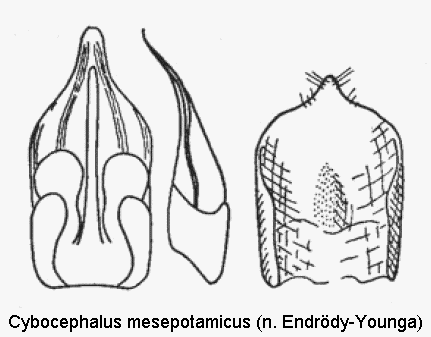 cybocephalus_mesepotamicus.gif