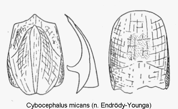 cybocephalus_micans.gif