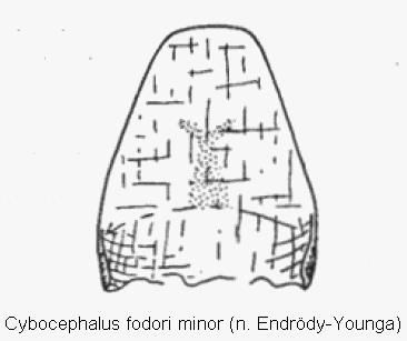 cybocephalus_minor.gif