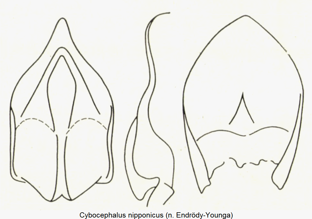 cybocephalus_nipponicus.gif