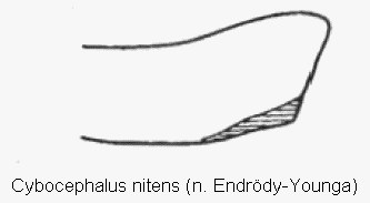 cybocephalus_nitens_vschn.gif