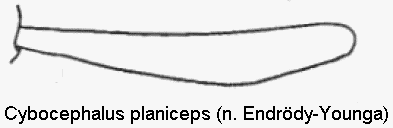 cybocephalus_planiceps_vschn.gif
