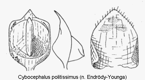 cybocephalus_politissimus.gif