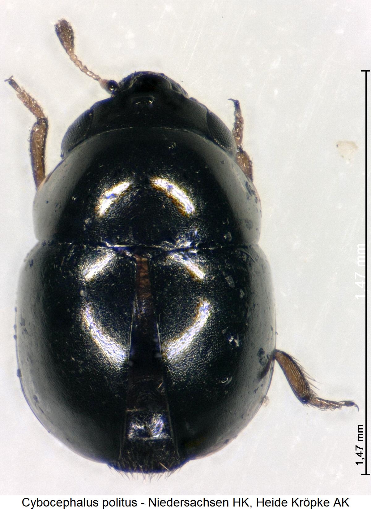 cybocephalus_politus_hab.jpg