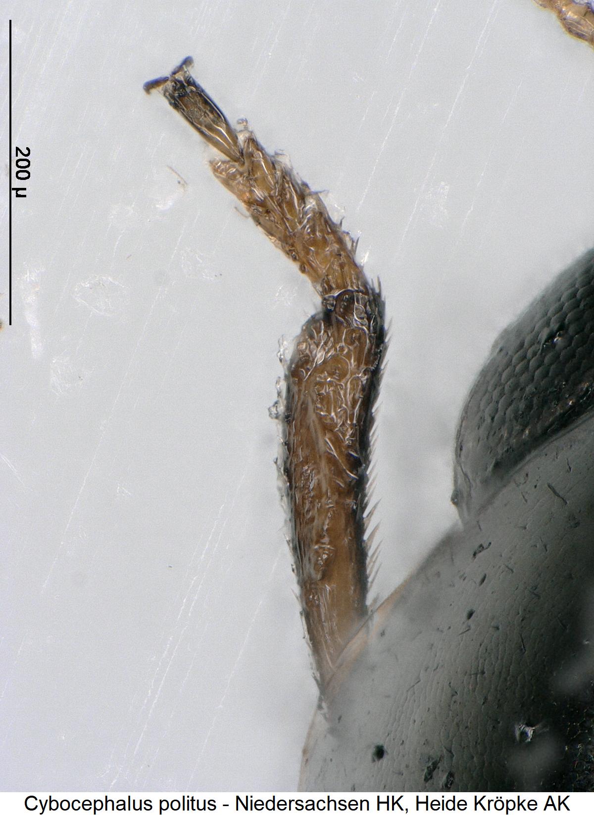 cybocephalus_politus_vschn.jpg
