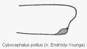 cybocephalus_politus_vschn1.gif