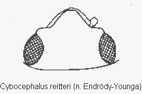 cybocephalus_reitteri_k.gif