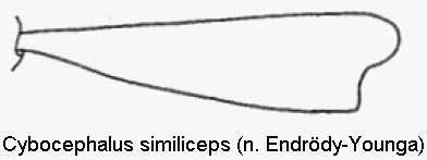 cybocephalus_similiceps_vschn.gif