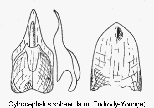 cybocephalus_sphaerula.gif