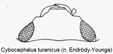 cybocephalus_turanicus_k.gif