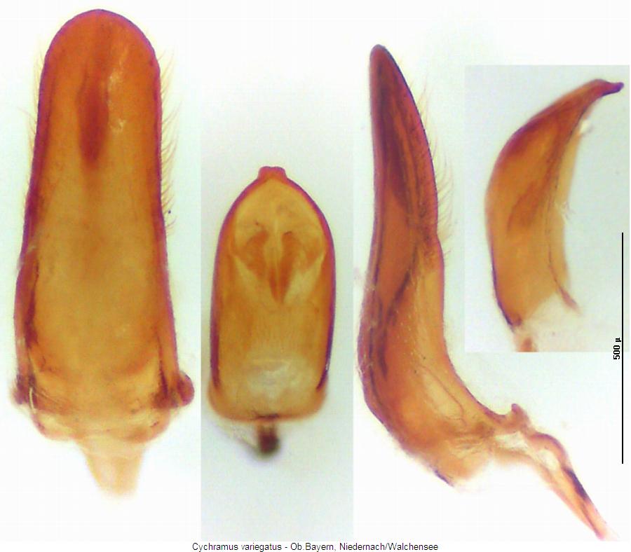 cychramus_variegatus.jpg