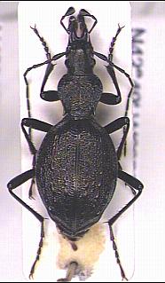 cychrus_spinicollis_hab.jpg