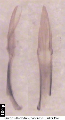 cyclodinus_constrictus.jpg