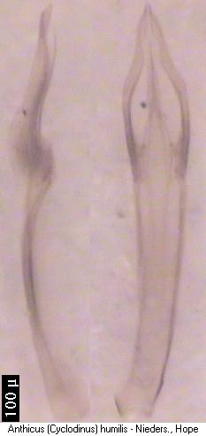cyclodinus_humilis.jpg