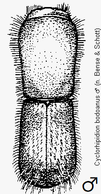 cyclorhipidion_bodoanus_hab.gif