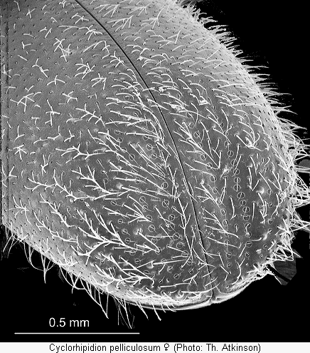cyclorhipidion_pelliculosum_fld.gif