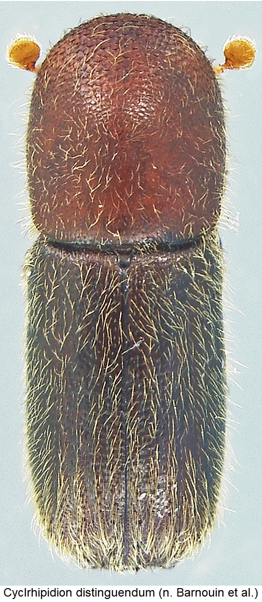 cyclrhipidion_distinguendum_hab.jpg
