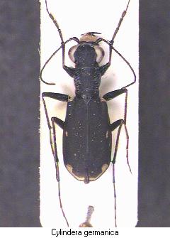 cylindera_germanica_hab.jpg