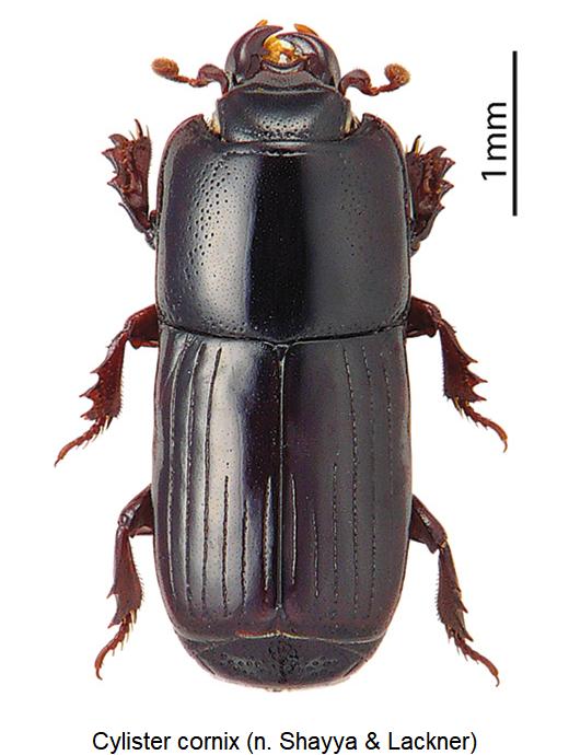 cylister_cornix_hab.jpg