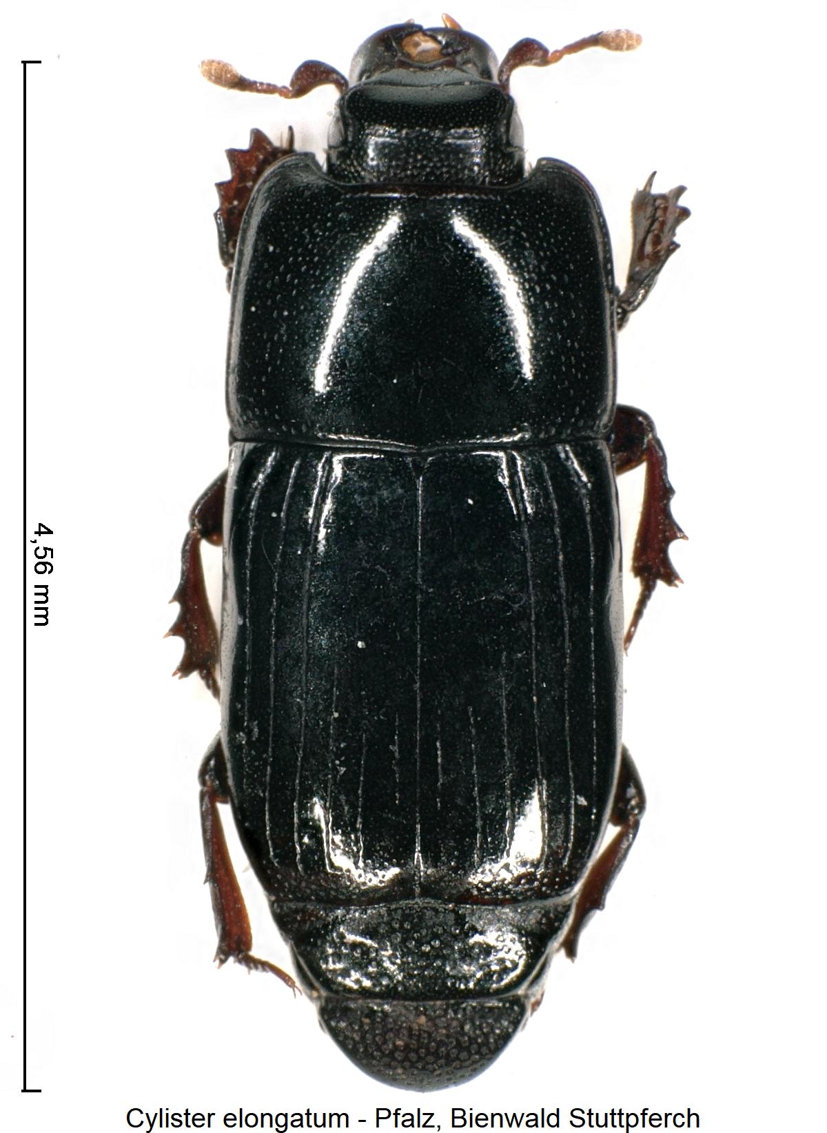 cylister_elongatum_hab.jpg