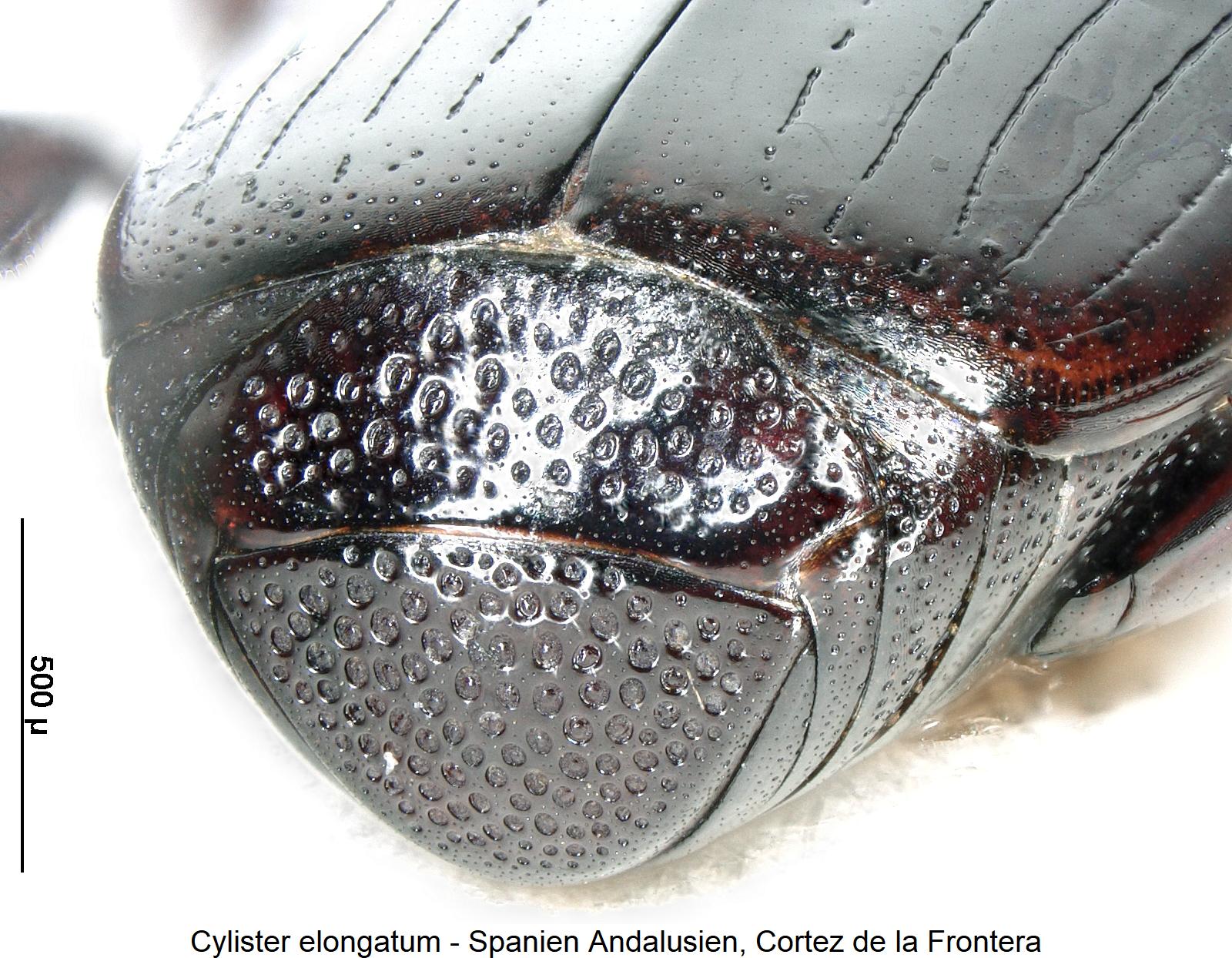 cylister_elongatum_pyg.jpg