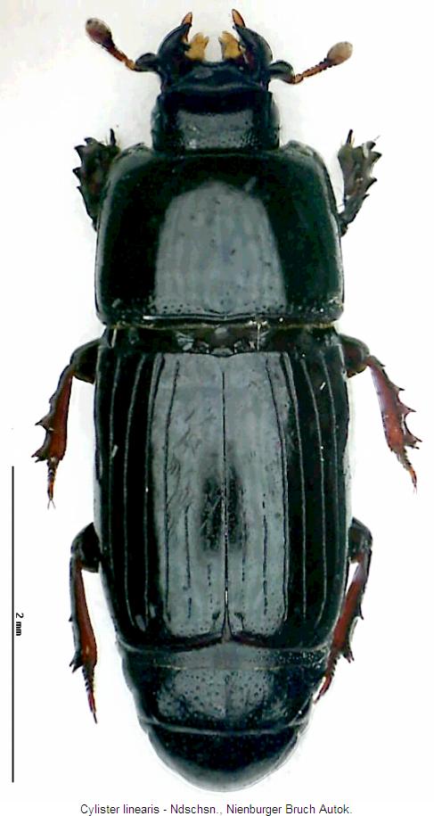 cylister_linearis_hab.jpg
