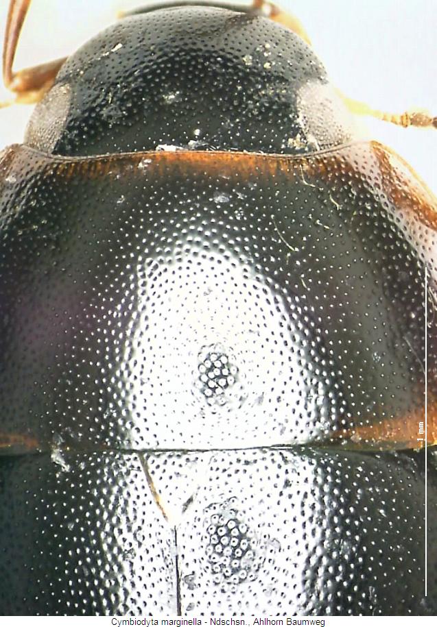 cymbiodyta_marginella_hsch.jpg