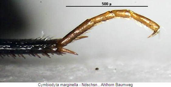 cymbiodyta_marginella_htr.jpg