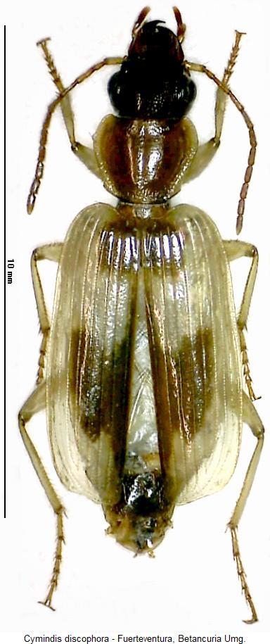 cymindis_discophora_hab.jpg