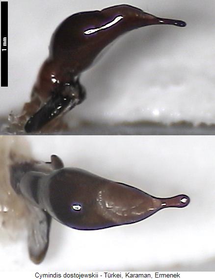 cymindis_dostojewskii.jpg