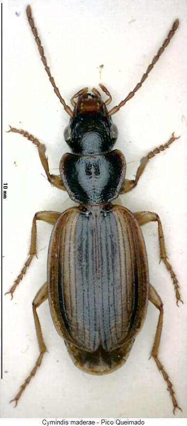cymindis_maderae_hab.jpg