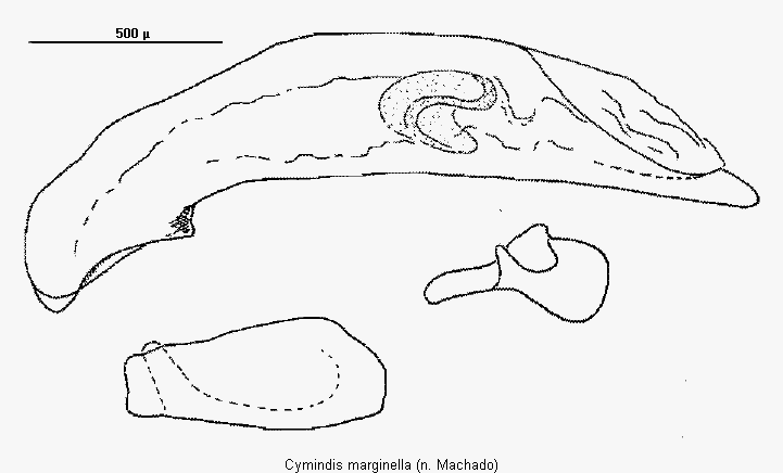 cymindis_marginella.gif