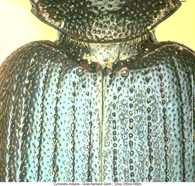 cymindis_miliaris_fld.jpg