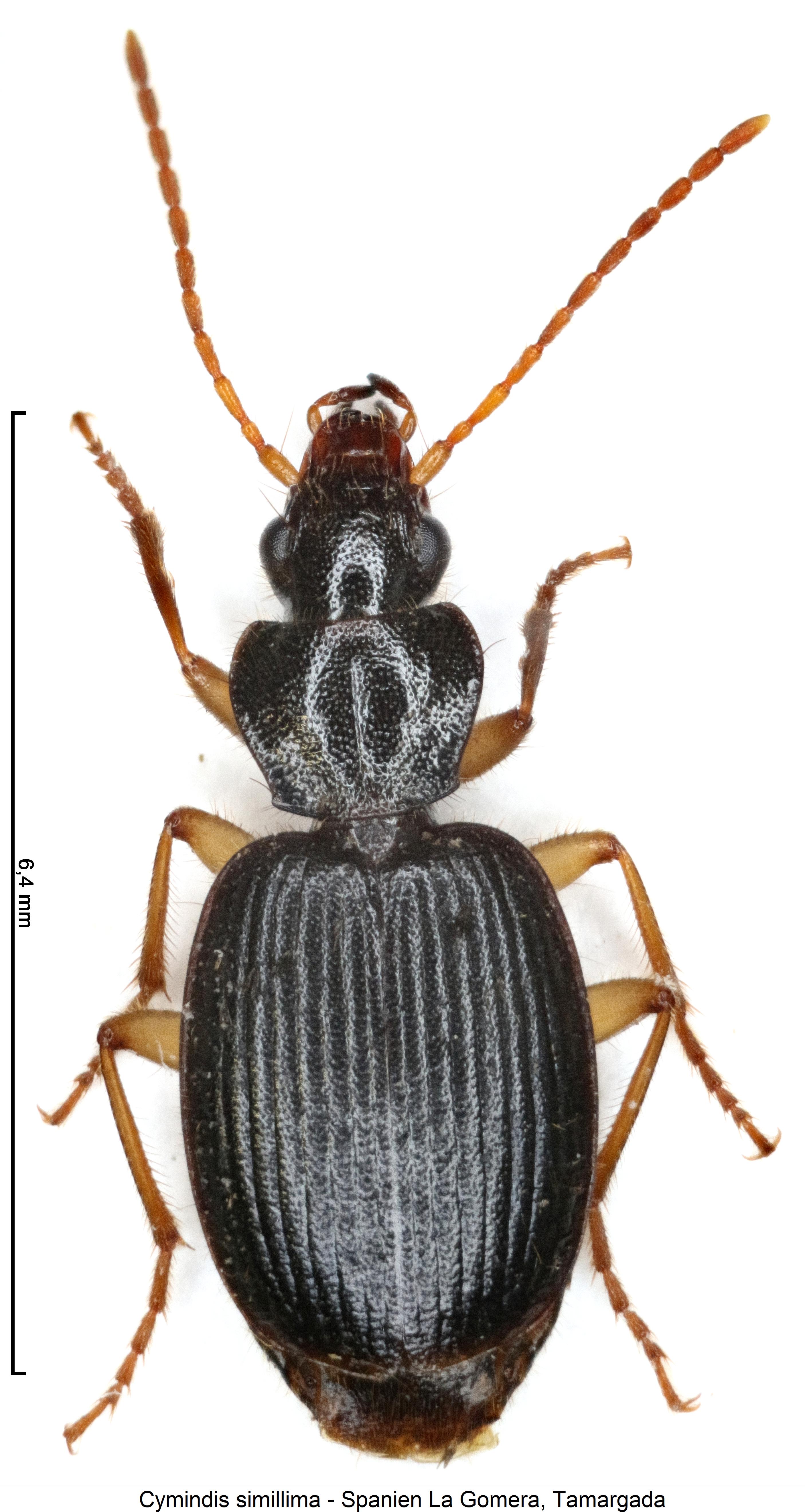 cymindis_simillima_hab.jpg