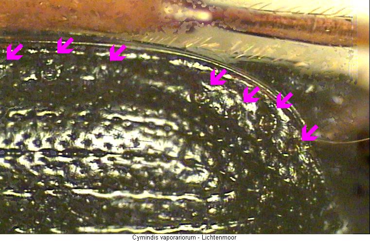 cymindis_vaporariorum_fld.jpg