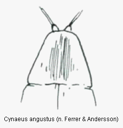 cynaeus_angustus_ovi.gif