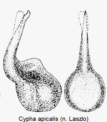 cypha_apicalis.gif