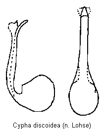 cypha_discoidea.gif